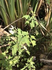Solanum pilcomayense