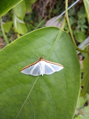 Cydalima laticostalis