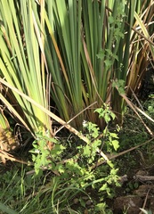 Solanum pilcomayense