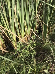 Solanum pilcomayense