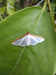 Cydalima laticostalis