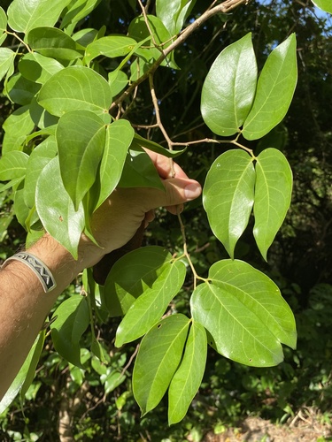 Hymenaea courbaril