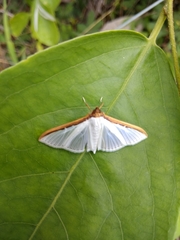 Cydalima laticostalis