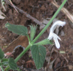Leucas glabrata