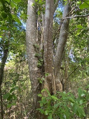 Zanthoxylum martinicense