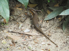 Eutropis multifasciata
