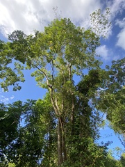 Zanthoxylum martinicense