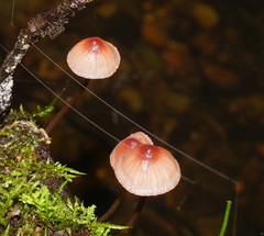 Mycena kuurkacea
