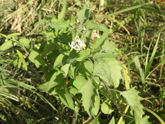 Solanum pilcomayense