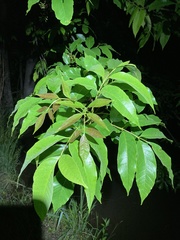 Fraxinus pennsylvanica lanceolata