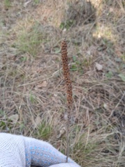Plantago urvillei