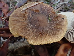 Inocybe dewrangia