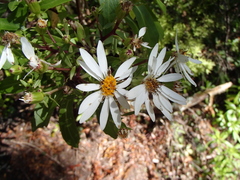 Brachyglottis kirkii