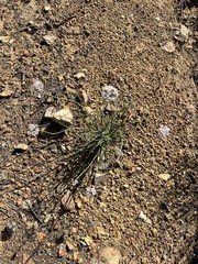 Allium haematochiton