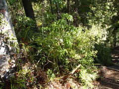 Brachyglottis kirkii