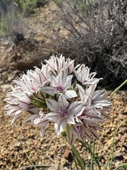 Allium haematochiton