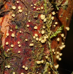 Lachnum pteridophyllum