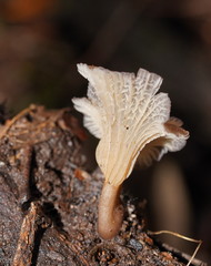 Trogia straminea