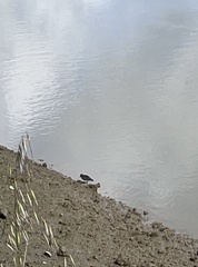 Arenaria melanocephala