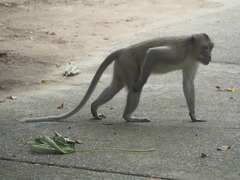Macaca fascicularis