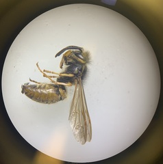 Vespula germanica