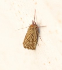 Chrysocrambus linetella