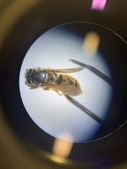 Vespula germanica