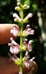 Stachys nuttallii