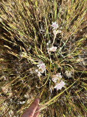 Allium haematochiton