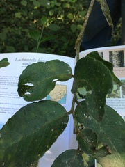 Maytenus peduncularis