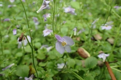 Mazus miquelii