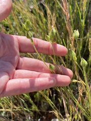 Silene multinervia