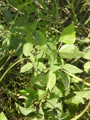 Solanum pilcomayense