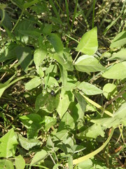 Solanum pilcomayense