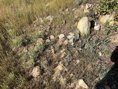 Allium haematochiton