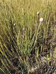 Allium haematochiton