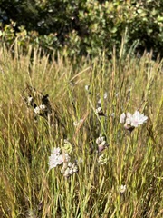 Allium haematochiton