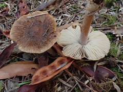 Inocybe dewrangia