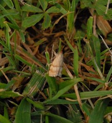 Chrysocrambus linetella