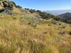 Allium haematochiton