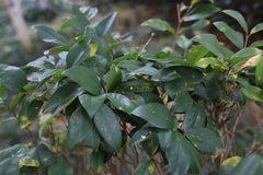 Ligustrum japonicum