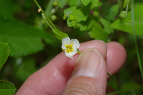 White Bladderpod (Physaria pallida)