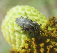 Odontocorynus salebrosus