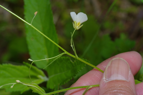Image of Physaria pallida by (c) Michelle W. （鍾偉瑋）, some rights reserved (CC BY)