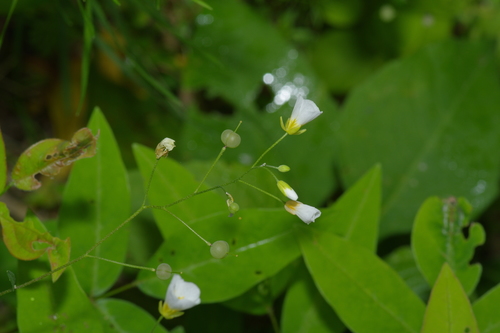 Image of Physaria pallida by (c) Michelle W. （鍾偉瑋）, some rights reserved (CC BY)