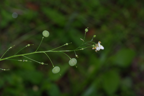 Image of Physaria pallida by (c) Michelle W. （鍾偉瑋）, some rights reserved (CC BY)