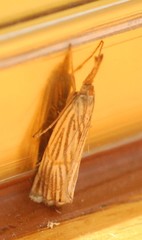 Chrysocrambus linetella