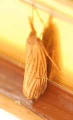 Chrysocrambus linetella