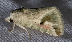 Eublemma olivacea