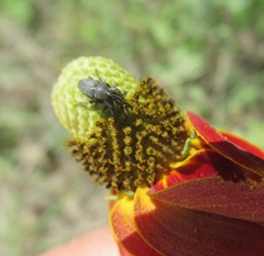 Odontocorynus salebrosus